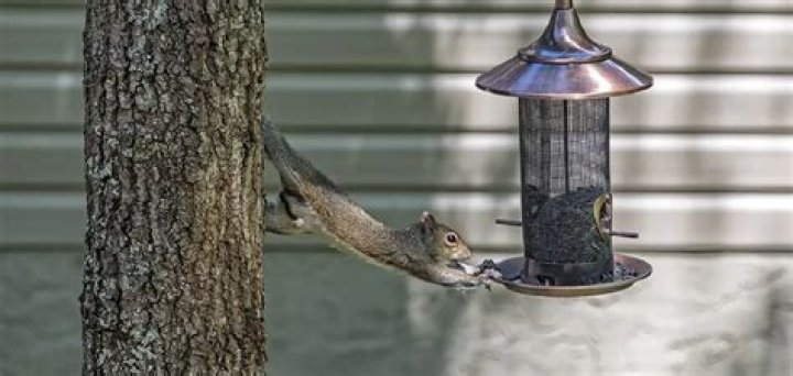 How to racoon proof a bird feeder?