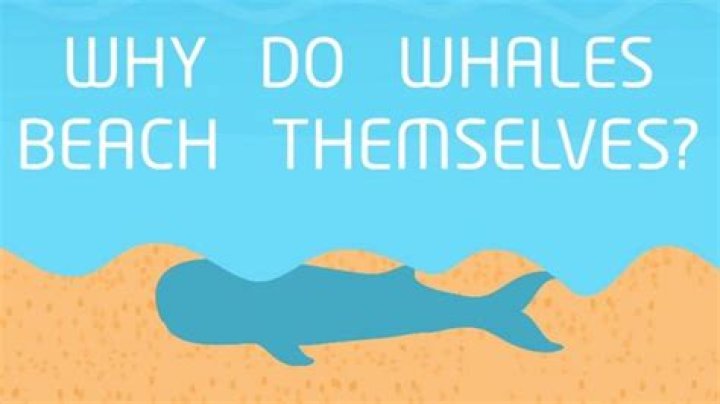 What do whales beach themselves?